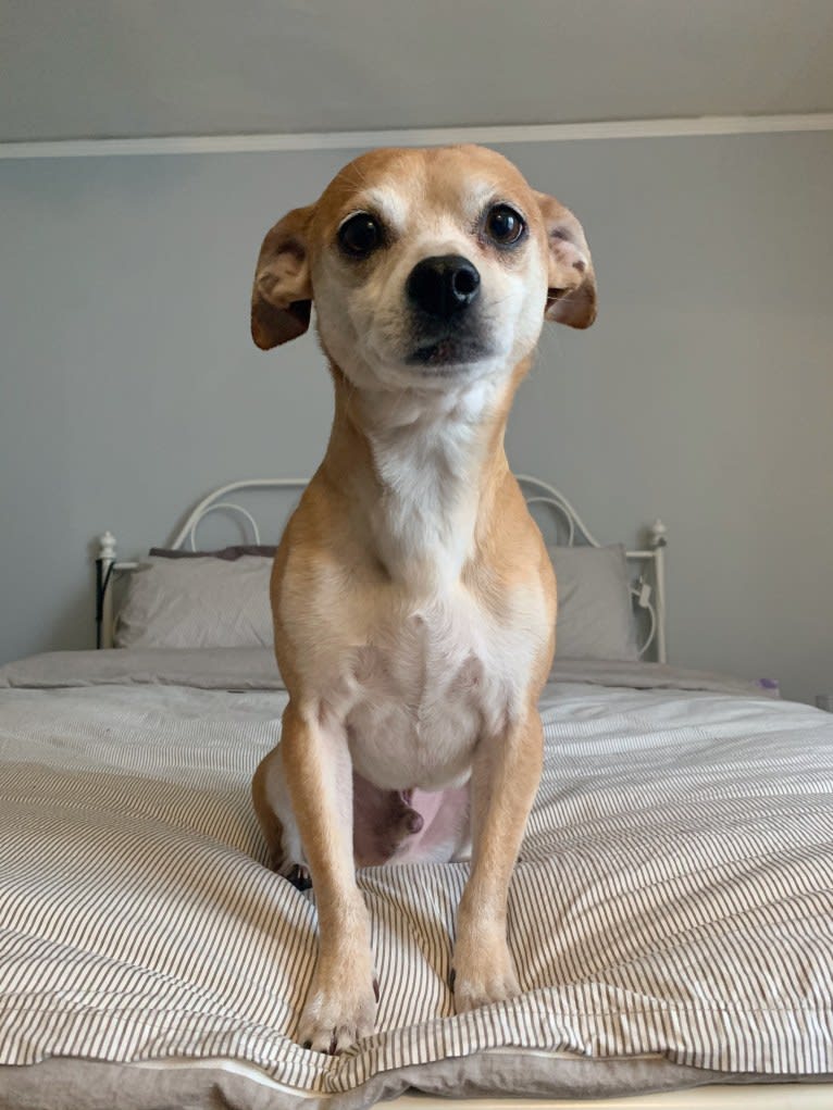 Marshall, a Chihuahua and Dachshund mix tested with EmbarkVet.com