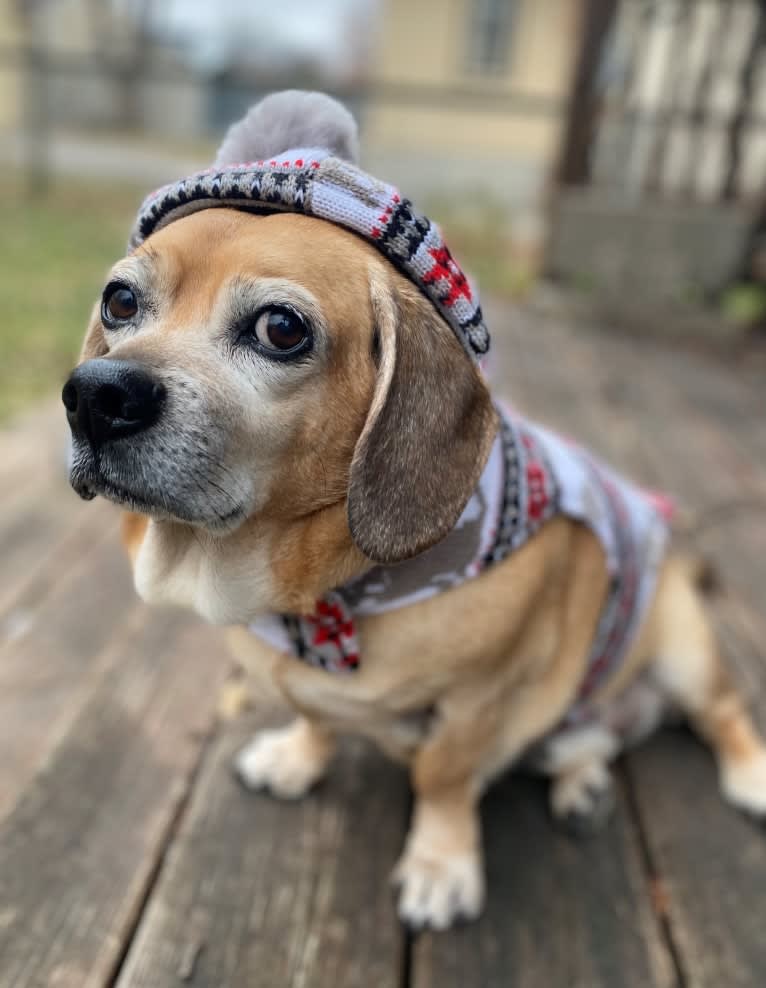 Milo, a Puggle tested with EmbarkVet.com