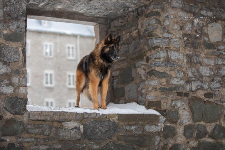 Bali, a Belgian Shepherd tested with EmbarkVet.com