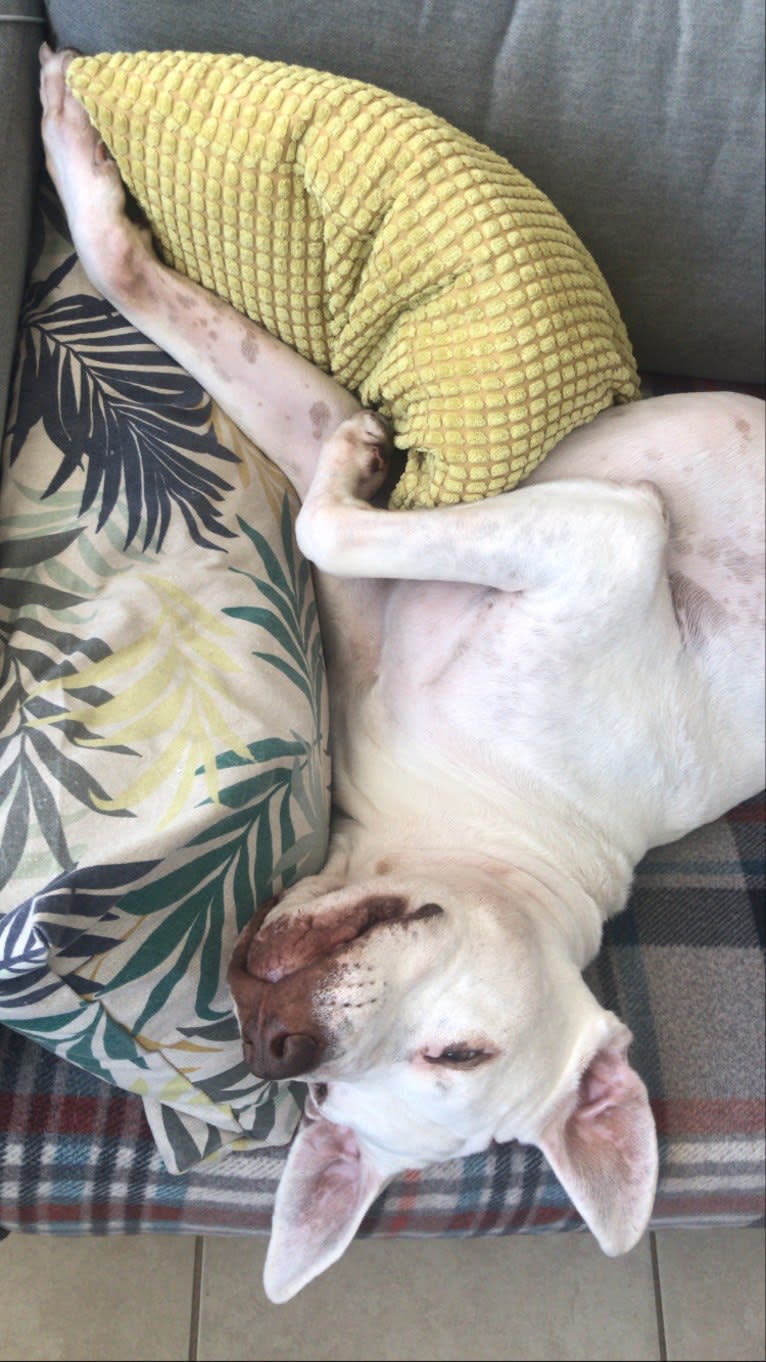 Murphy Lorenzo, an American Pit Bull Terrier and Brittany mix tested with EmbarkVet.com