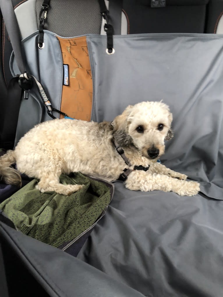 Chase, a Bichon Frise and Dachshund mix tested with EmbarkVet.com