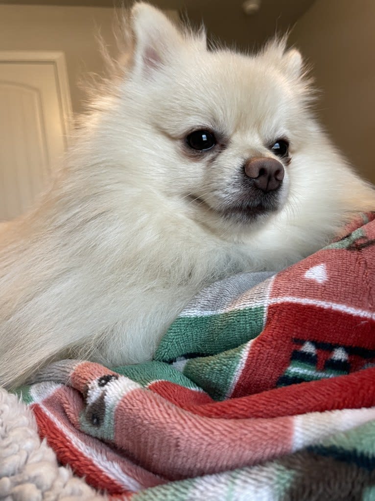 Koda, a Pomeranian tested with EmbarkVet.com