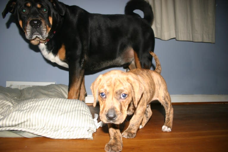 Peanut, an American Pit Bull Terrier and Labrador Retriever mix tested with EmbarkVet.com