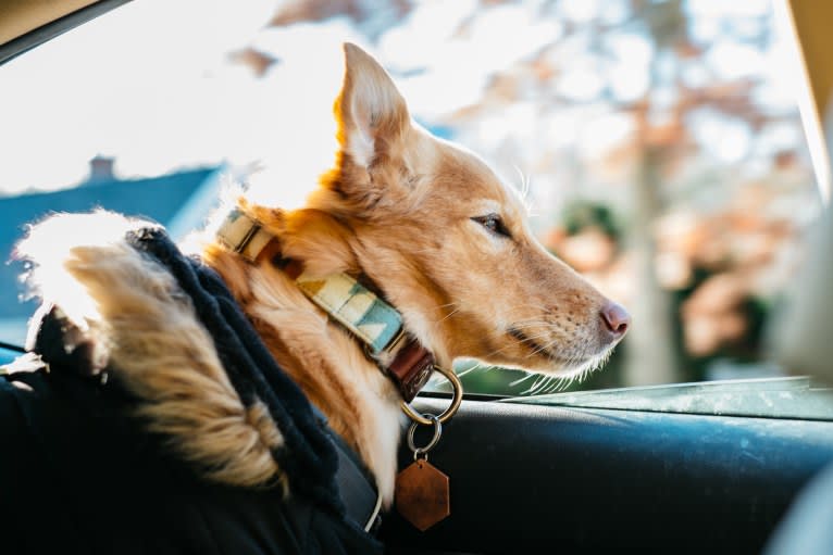 Tate, a Southeast Asian Village Dog tested with EmbarkVet.com