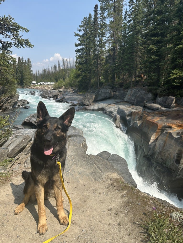 Dino, a German Shepherd Dog tested with EmbarkVet.com