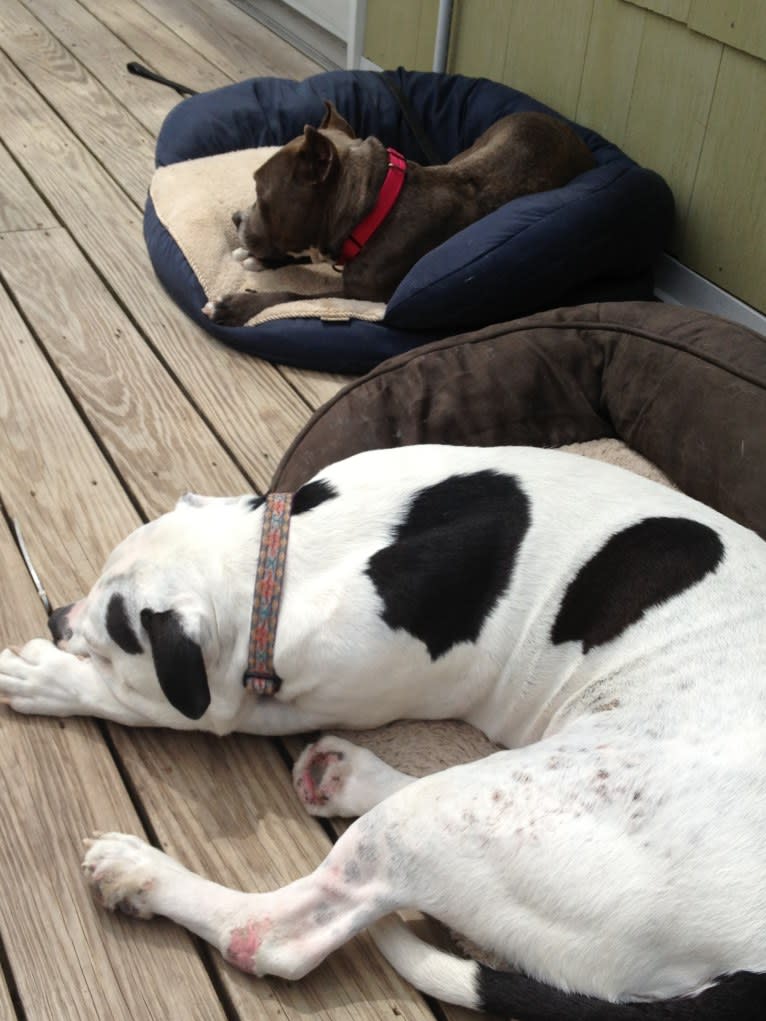 Charlie, an American Pit Bull Terrier and American Bulldog mix tested with EmbarkVet.com