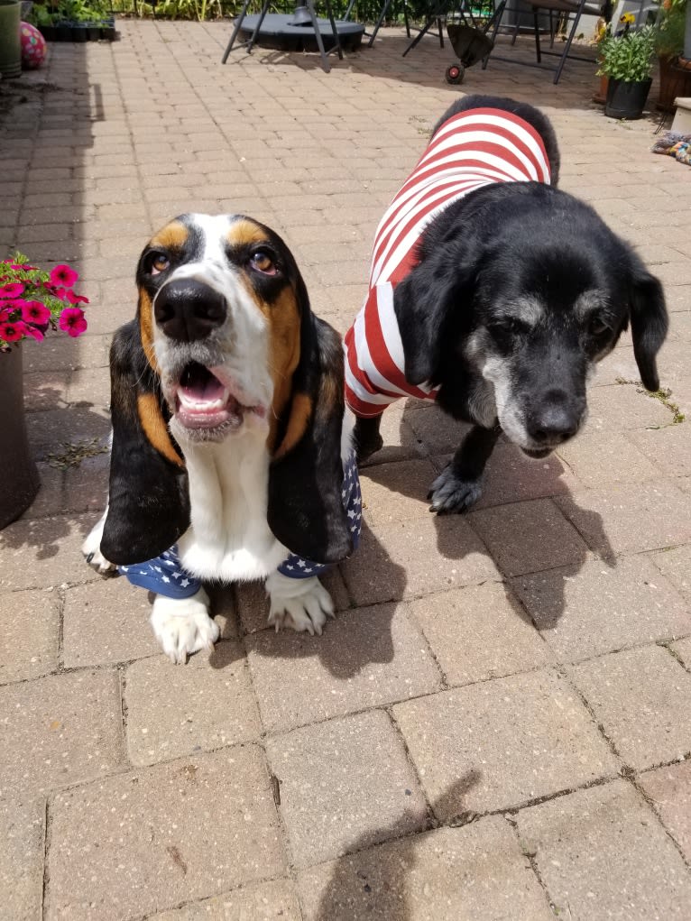 Luna, a Basset Hound tested with EmbarkVet.com