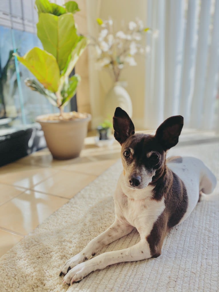 Bella, a Rat Terrier tested with EmbarkVet.com