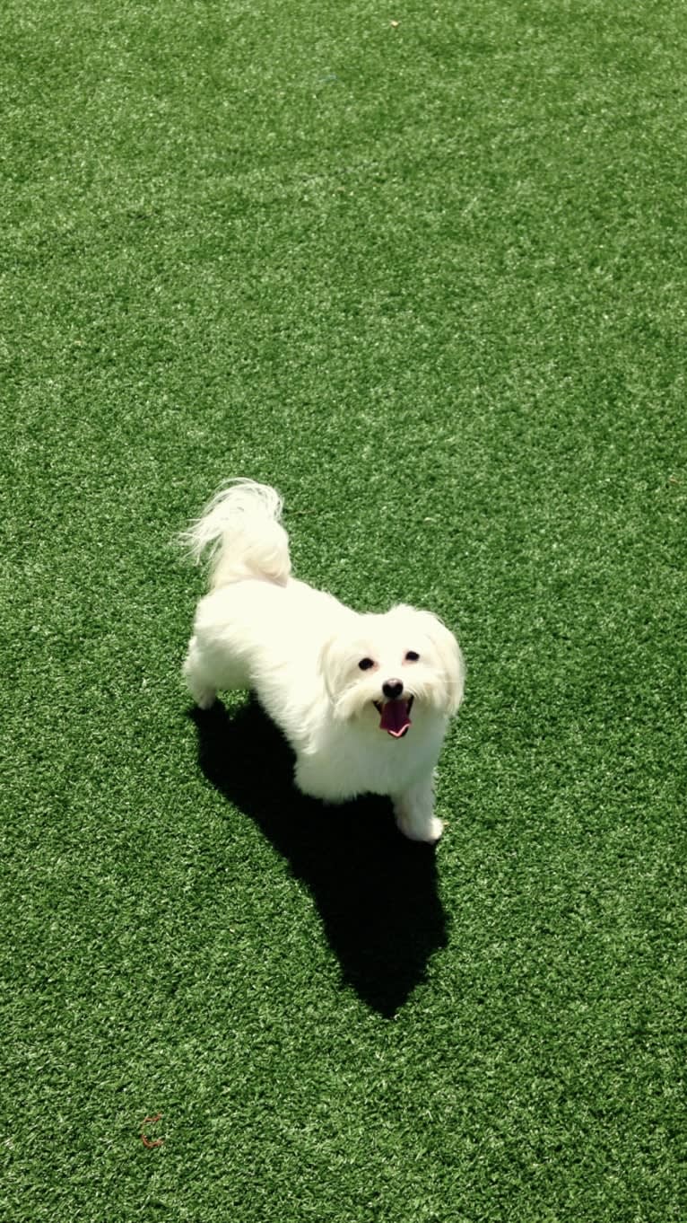 Shaboobalabooby “Boo” Elliott Peabody Minimus, a Maltese tested with EmbarkVet.com