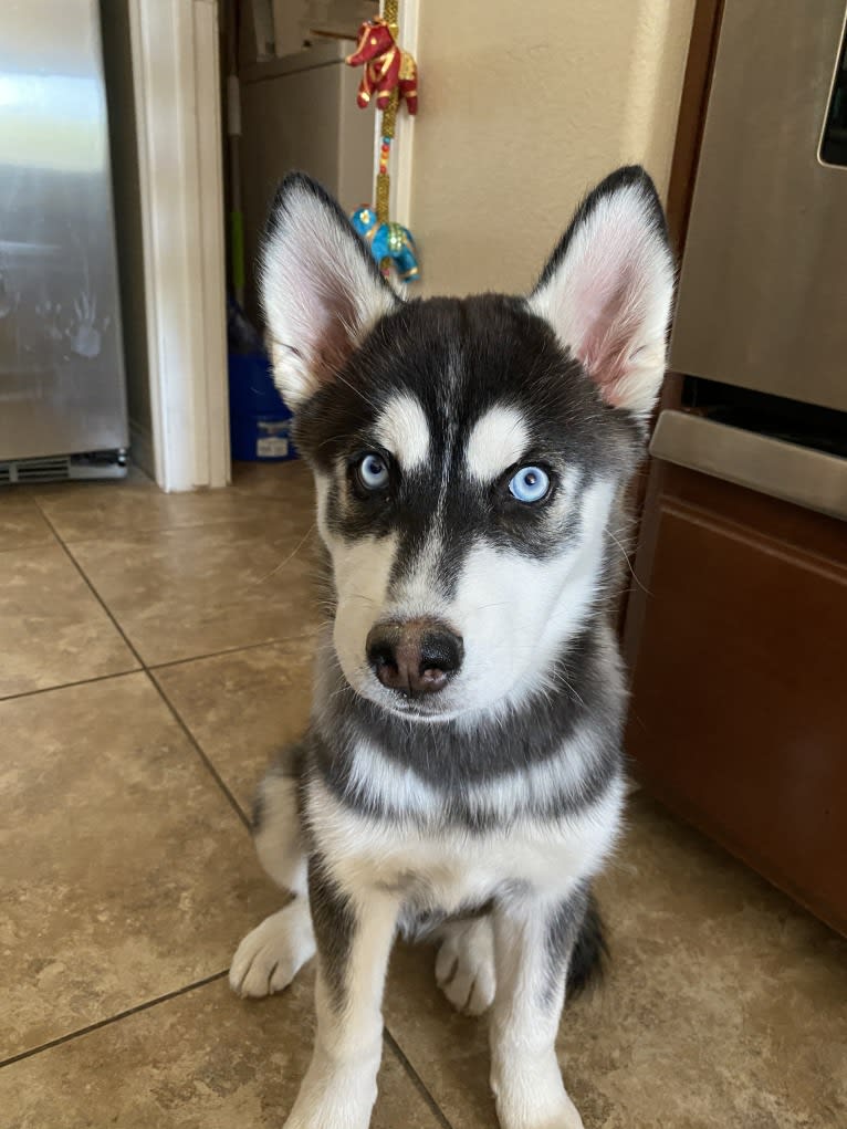 Shasta, a Siberian Husky tested with EmbarkVet.com