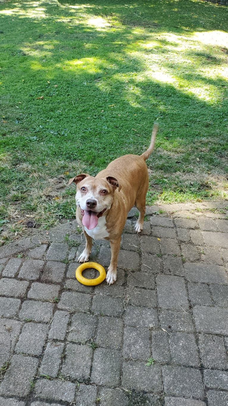 Buttercup, an American Pit Bull Terrier and Labrador Retriever mix tested with EmbarkVet.com
