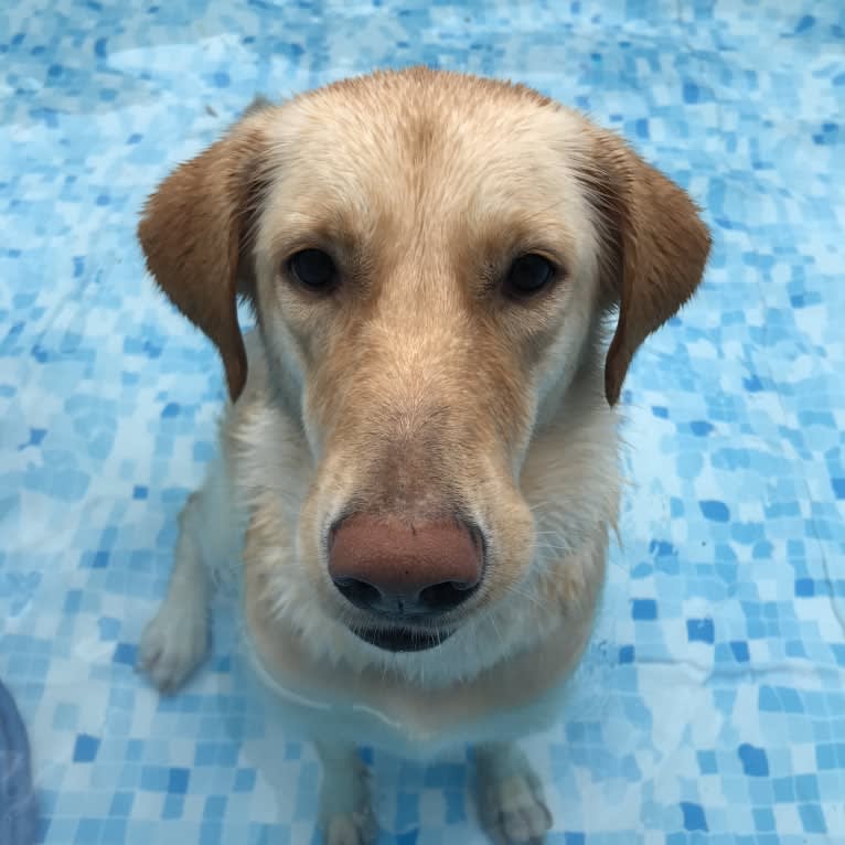 Tasha, an East Asian Village Dog and Golden Retriever mix tested with EmbarkVet.com