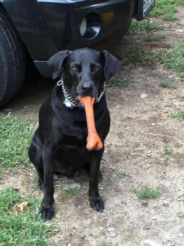 Jedi, an Australian Cattle Dog and Weimaraner mix tested with EmbarkVet.com