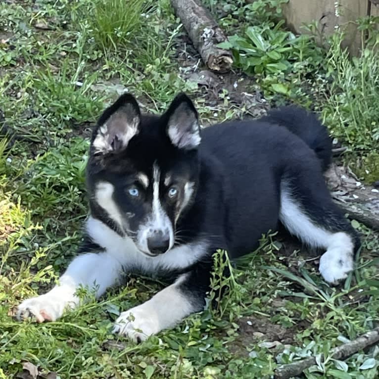 LUNA, a Pomsky tested with EmbarkVet.com