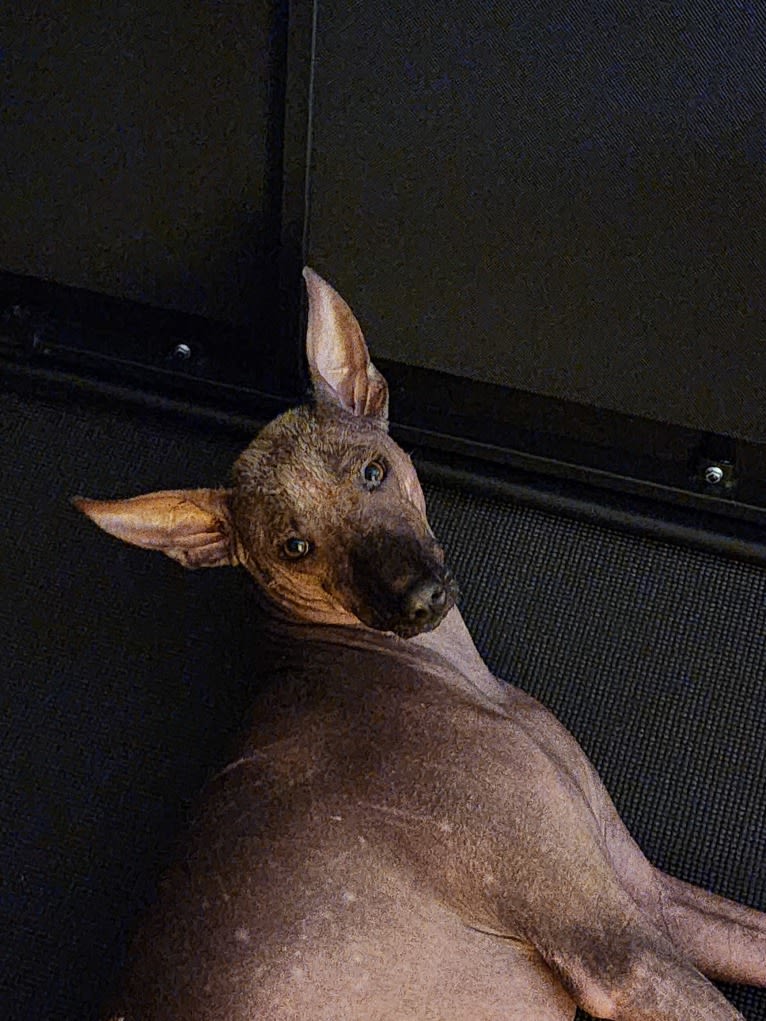 Neeko, a Xoloitzcuintli (8.7% unresolved) tested with EmbarkVet.com