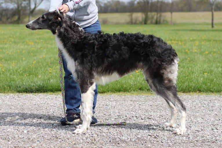 Zeal, a Borzoi tested with EmbarkVet.com