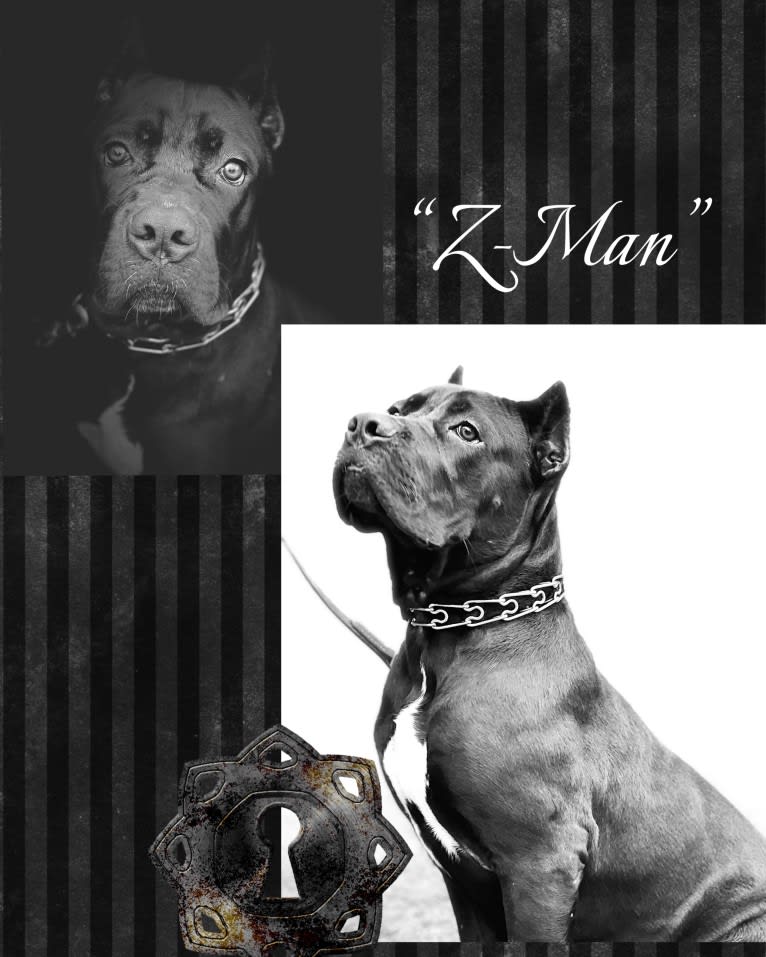 Z-Man, a Cane Corso tested with EmbarkVet.com