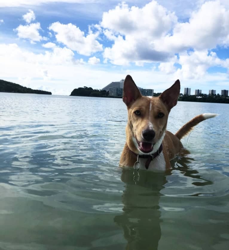 Hazel, a Melanesian Village Dog tested with EmbarkVet.com