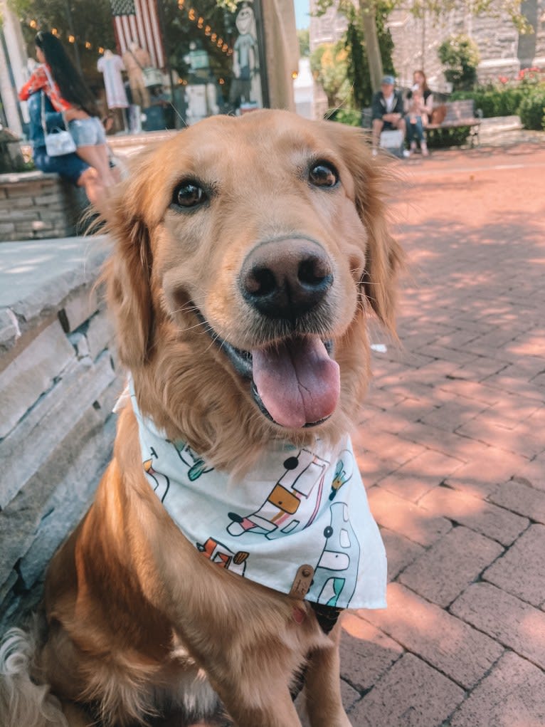 Marley, a Golden Retriever tested with EmbarkVet.com