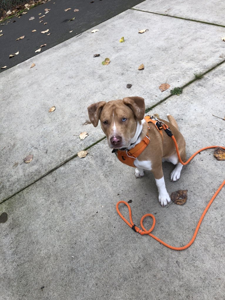 Huck, an American Pit Bull Terrier and American Staffordshire Terrier mix tested with EmbarkVet.com