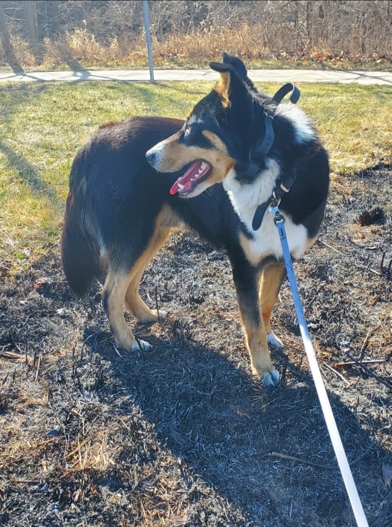 Rogue, a Siberian Husky and Border Collie mix tested with EmbarkVet.com