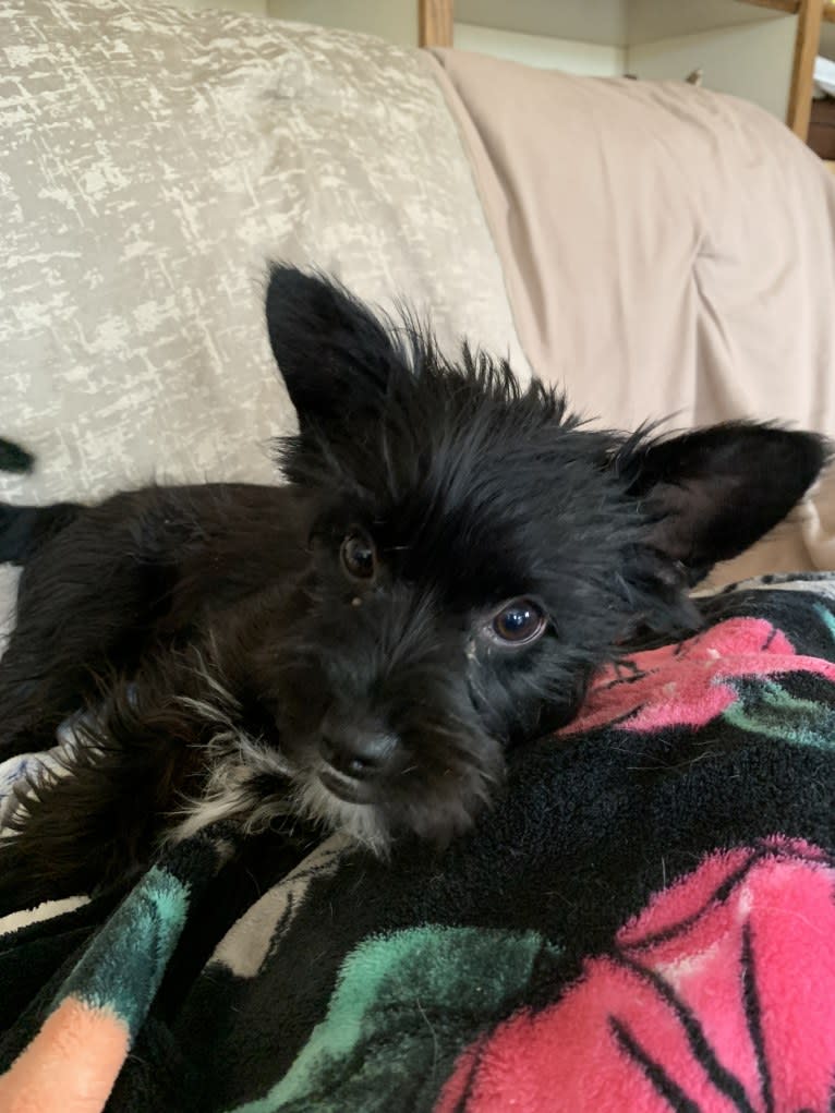 Venus, a Yorkshire Terrier and Rat Terrier mix tested with EmbarkVet.com
