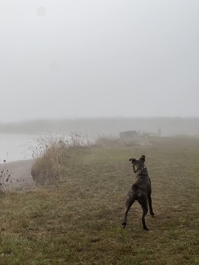 Ozzy, a Boxer and American Bulldog mix tested with EmbarkVet.com