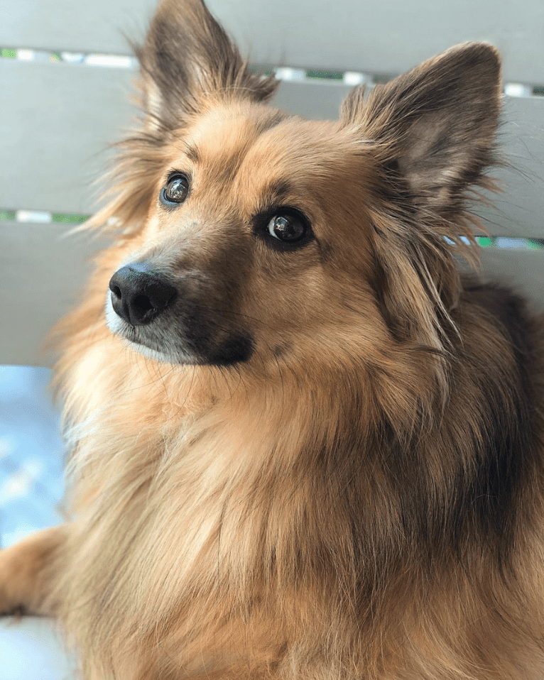 Roscoe, a Shetland Sheepdog and Chihuahua mix tested with EmbarkVet.com