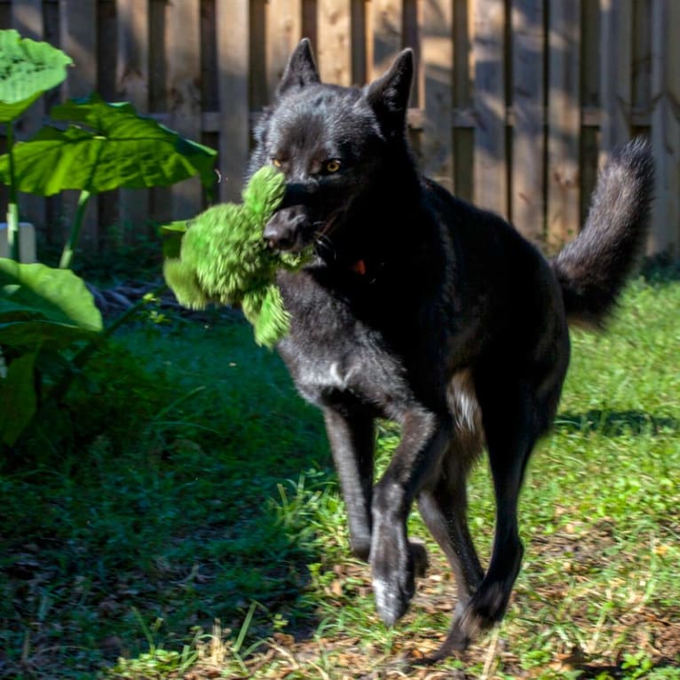 Luna a dog tested with EmbarkVet.com