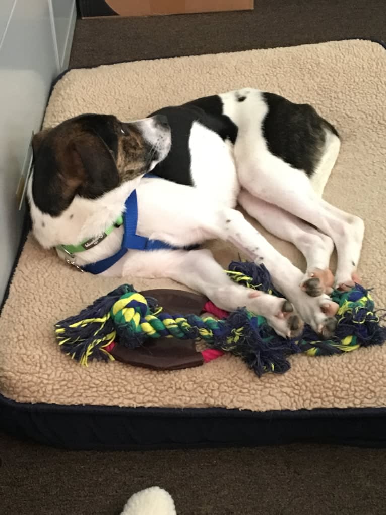 Larry, a Mountain Cur and Labrador Retriever mix tested with EmbarkVet.com