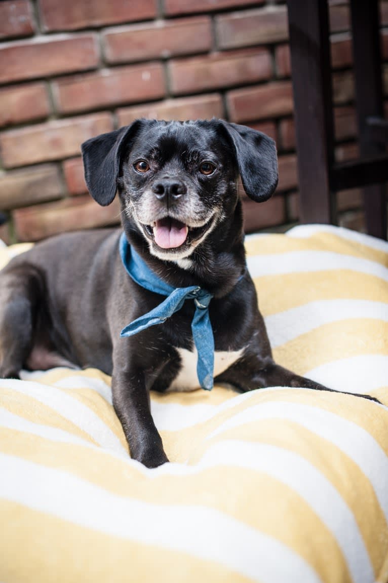 Apollo, a Puggle tested with EmbarkVet.com