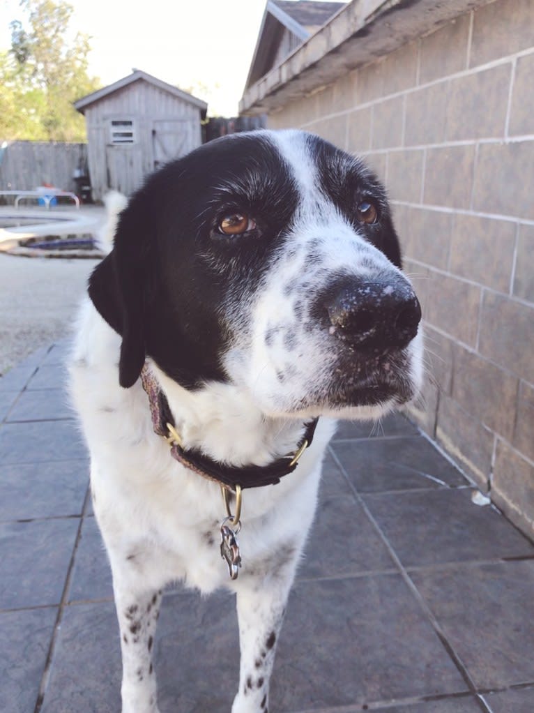 Sheba, a Labrador Retriever and Great Pyrenees mix tested with EmbarkVet.com