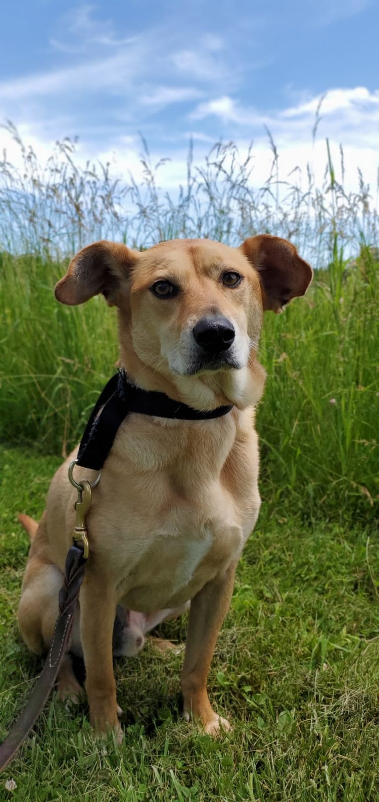 Alfred, a Beagle and American Pit Bull Terrier mix tested with EmbarkVet.com