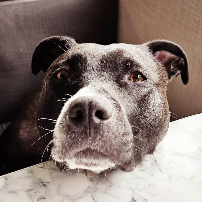 Luna, an American Pit Bull Terrier tested with EmbarkVet.com