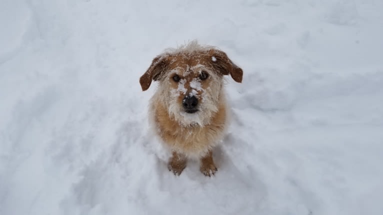 Cali, a Lhasa Apso and Beagle mix tested with EmbarkVet.com