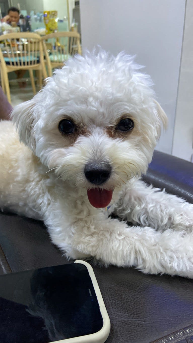 Abelle Teng, a Maltipoo tested with EmbarkVet.com