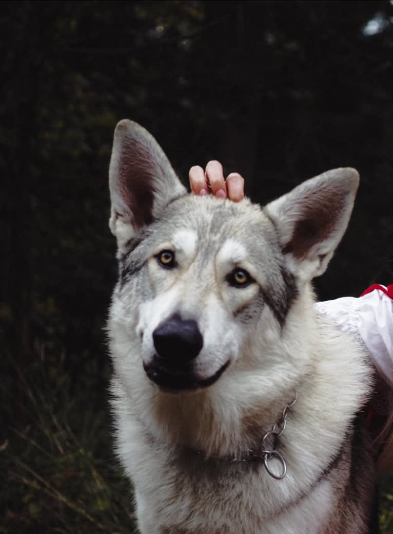 Aslan, a White Shepherd and Siberian Husky mix tested with EmbarkVet.com