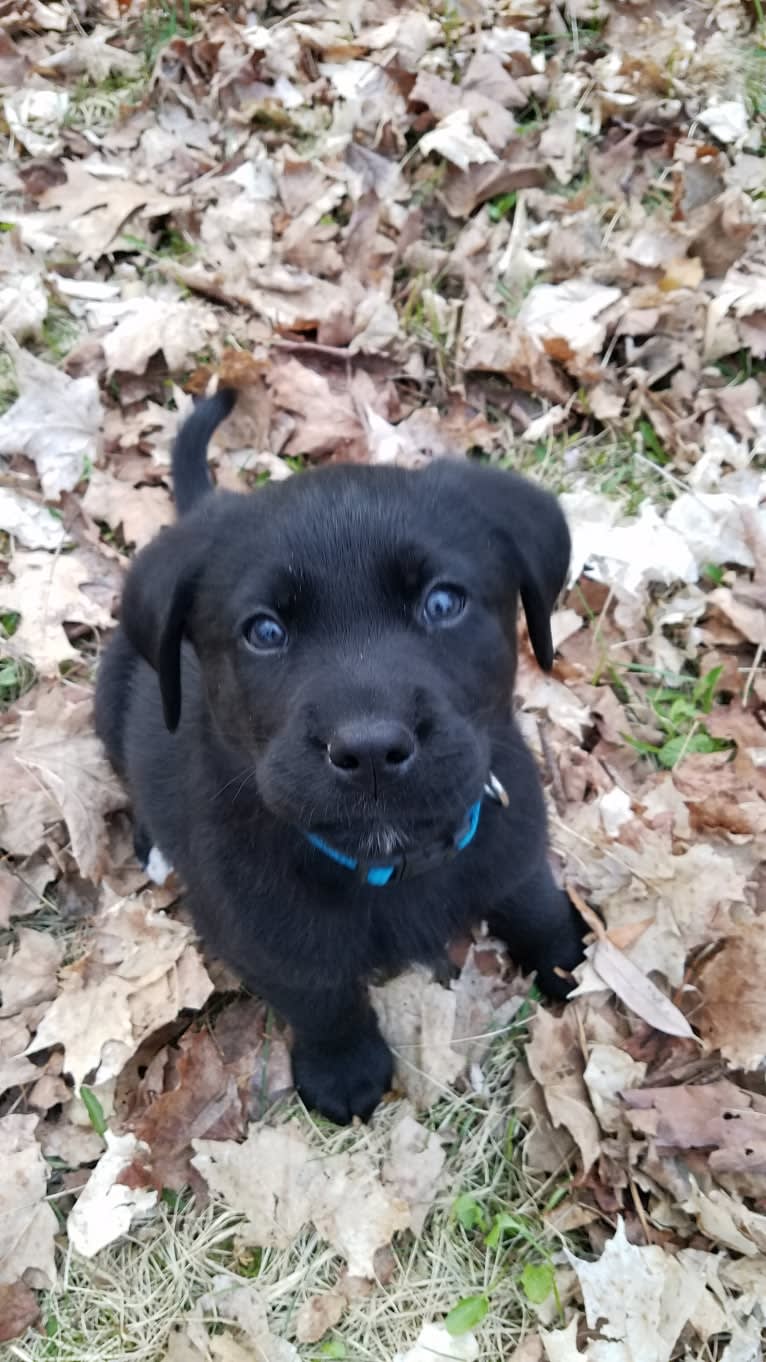 Chowder, a Siberian Husky and Labrador Retriever mix tested with EmbarkVet.com