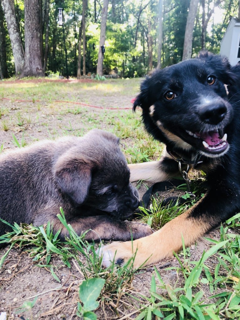 Sierra, a Border Collie and Australian Cattle Dog mix tested with EmbarkVet.com