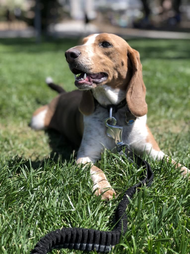 Trixie, a Beagle tested with EmbarkVet.com