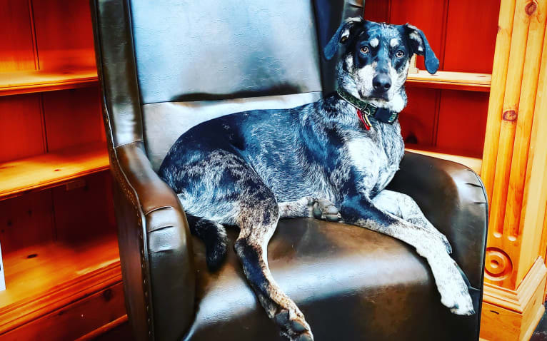 Elliott Mahomes Rinehart Phipps, a Catahoula Leopard Dog and Australian Shepherd mix tested with EmbarkVet.com