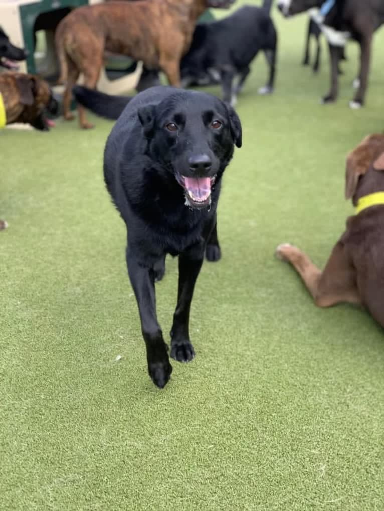 Roxie, a Labrador Retriever and German Shepherd Dog mix tested with EmbarkVet.com