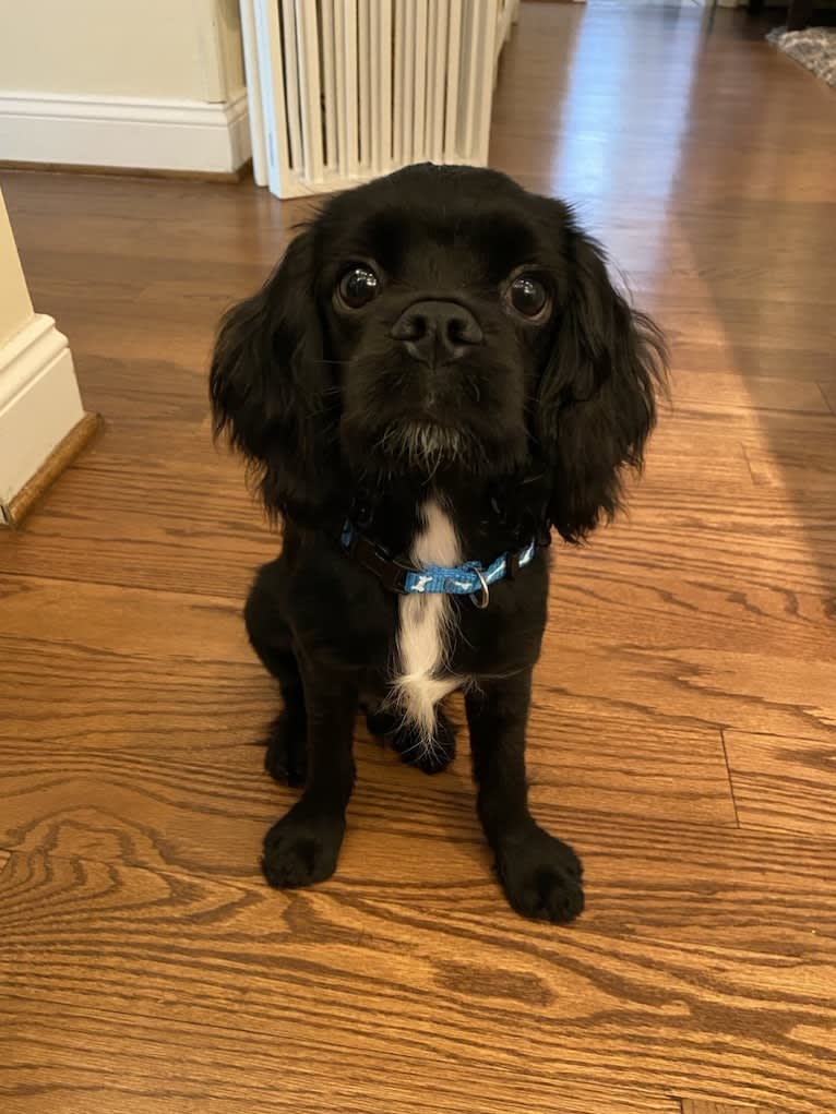 Pepper, a Cavalier King Charles Spaniel and Cocker Spaniel mix tested with EmbarkVet.com