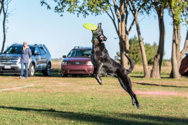 Schimpf's Addicted to the Game ("Addie"), a Labrador Retriever and German Shepherd Dog mix tested with EmbarkVet.com