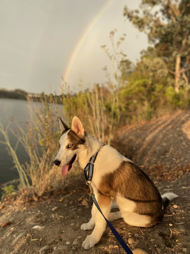 Floki, a Siberian Husky and Alaskan Malamute mix tested with EmbarkVet.com