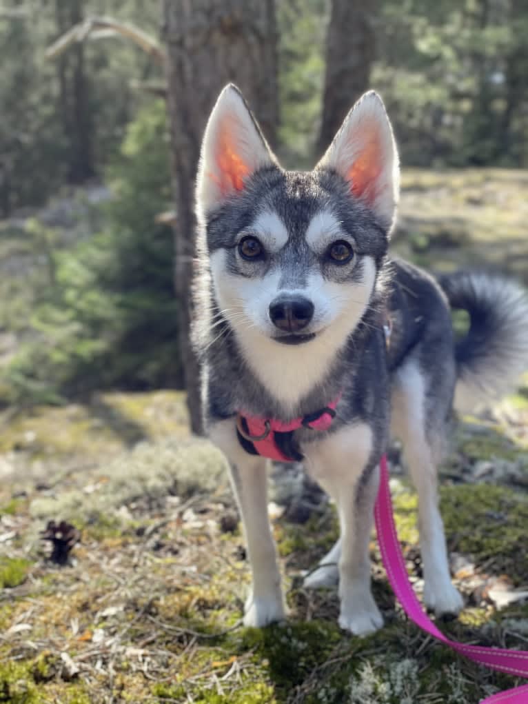 Aieva, an Alaskan Klee Kai tested with EmbarkVet.com