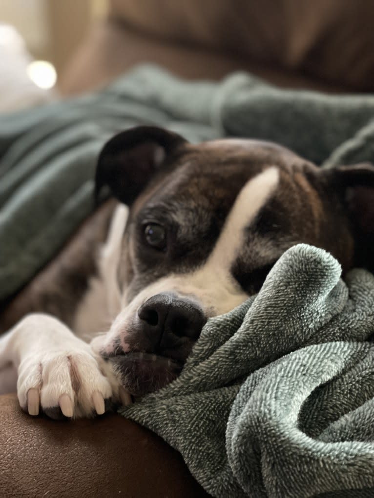 Ada, an American Staffordshire Terrier and Bulldog mix tested with EmbarkVet.com