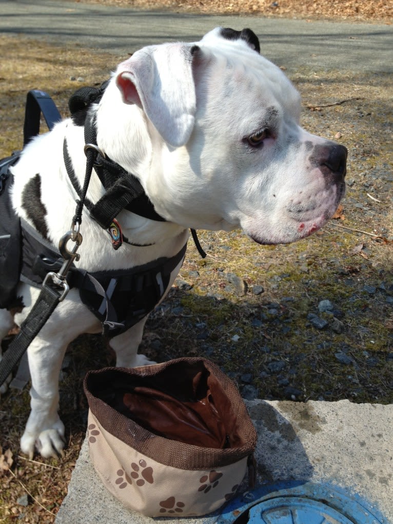 Charlie, an American Pit Bull Terrier and American Bulldog mix tested with EmbarkVet.com