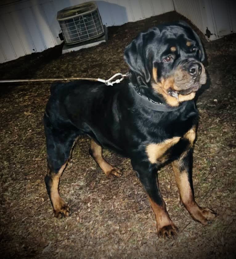 Chompy, a Rottweiler tested with EmbarkVet.com