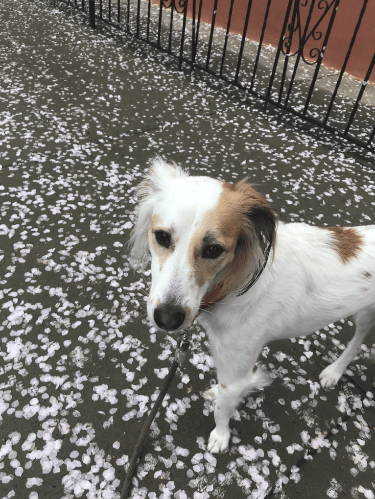 Carrot, a South Asian Village Dog tested with EmbarkVet.com